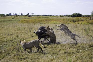 okavango deltában oroszlánok kafferbivalyra vadásznak