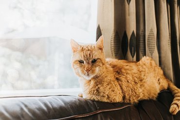 old cat on the sofa