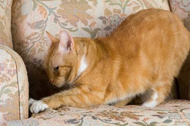 orange cat scratching sofa