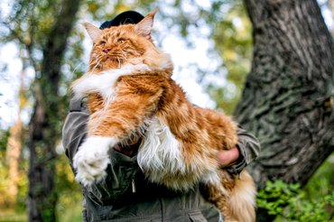 óriási vörös maine coon ölben