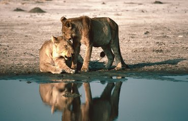 oroszlánok vízparton