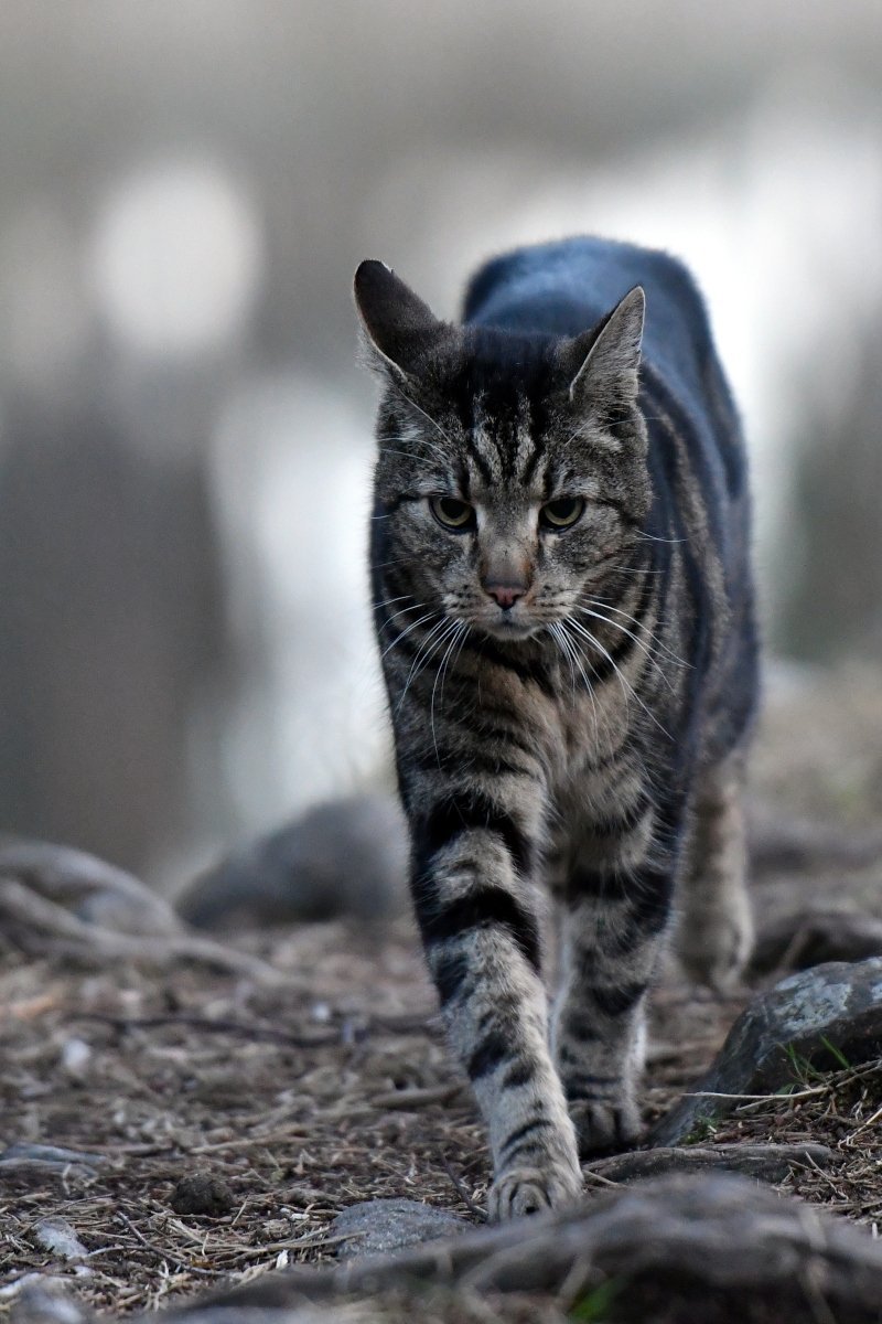 outside tabby cat