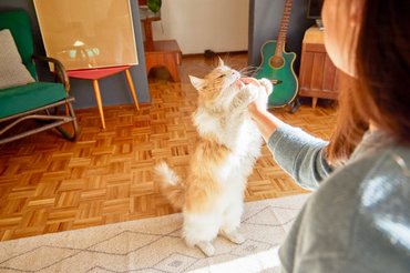 owner giving treats to her cat