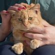 owner holds ginger cat