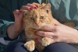 owner holds ginger cat