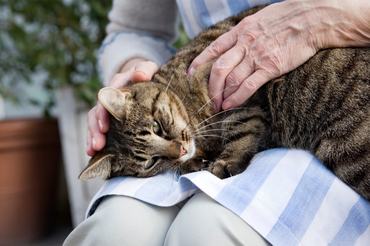 owner petting a sleepy tabby cat