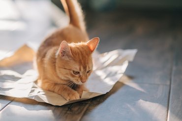 papírral játszik a macska