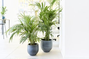parlor palm