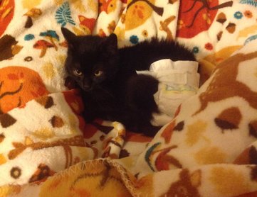 Lebénult macska pelenkában