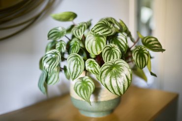 peperomia