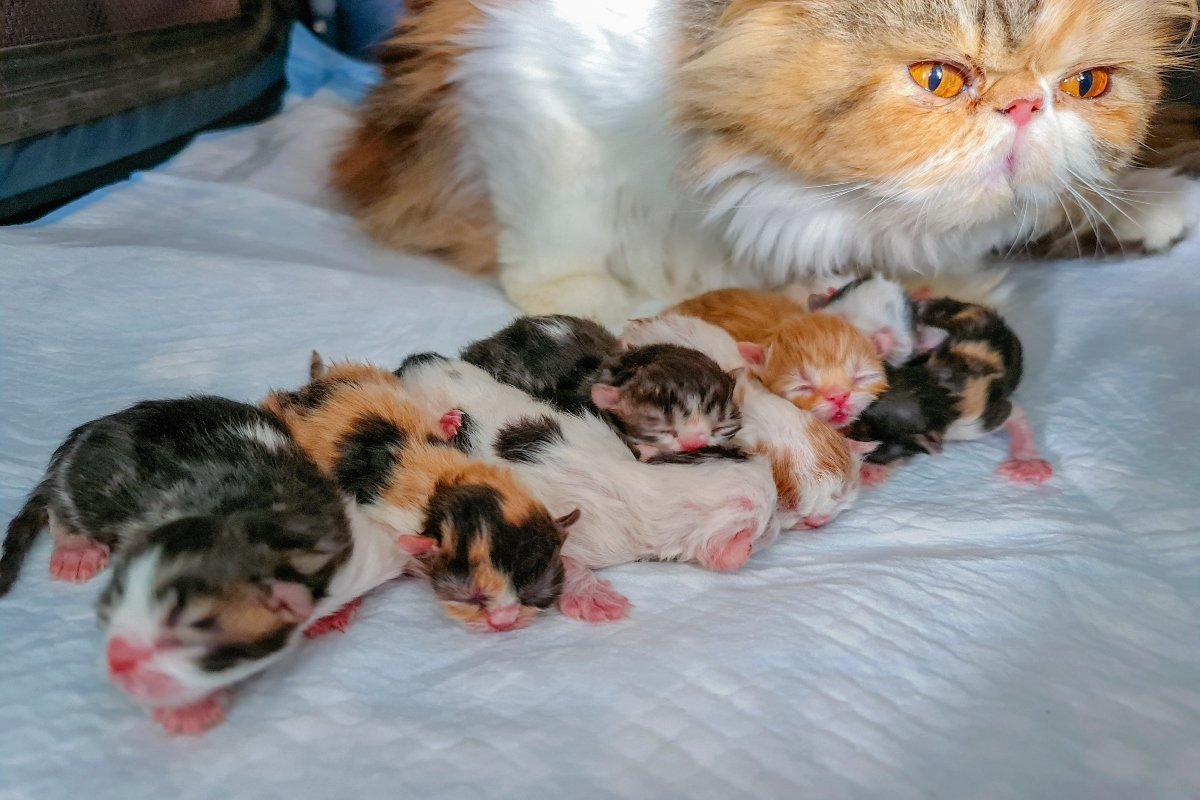 persian mother cat with kittens