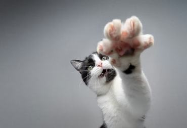 playful cat shows off claws