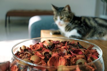 potpourri macskával a háttérben