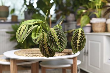 prayer plant