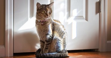 pretty tabby cat