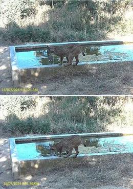 prey soaking lynx