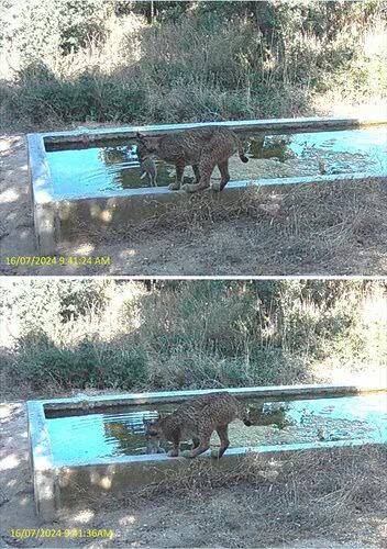 prey soaking lynx