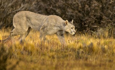 puma a fűben sétál