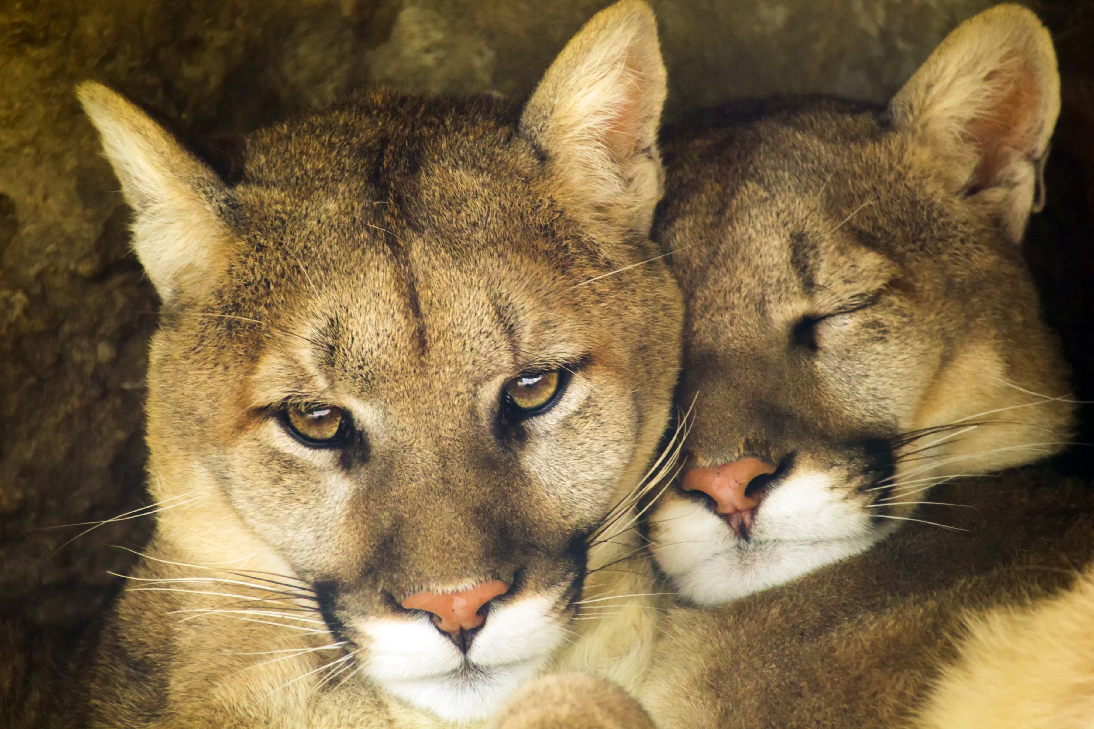 puma pár összebújva pihen
