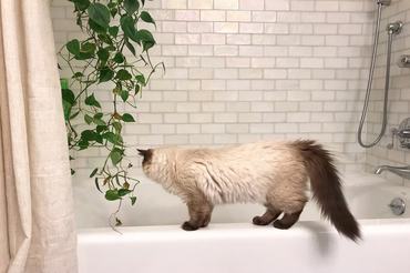 ragdoll on the edge of a bath tub
