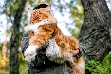 red and white maine coon in a humans arm