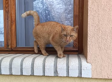 róka nevű sárga macska az ablakban