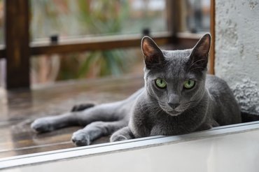 russian blue cat