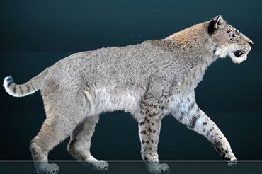 saber toothed cat reconstruction