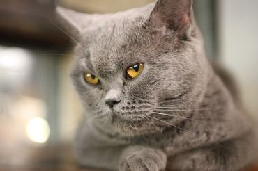 sad british shorthair cat