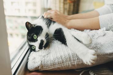 sad cat at the window
