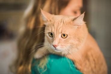 sad ginger cat cuddling with owner