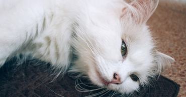 sad white cat lying