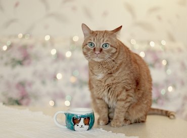 sárga macska egy cicamintás bögre mellett ül