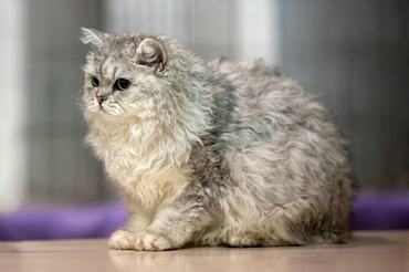 selkirk rex