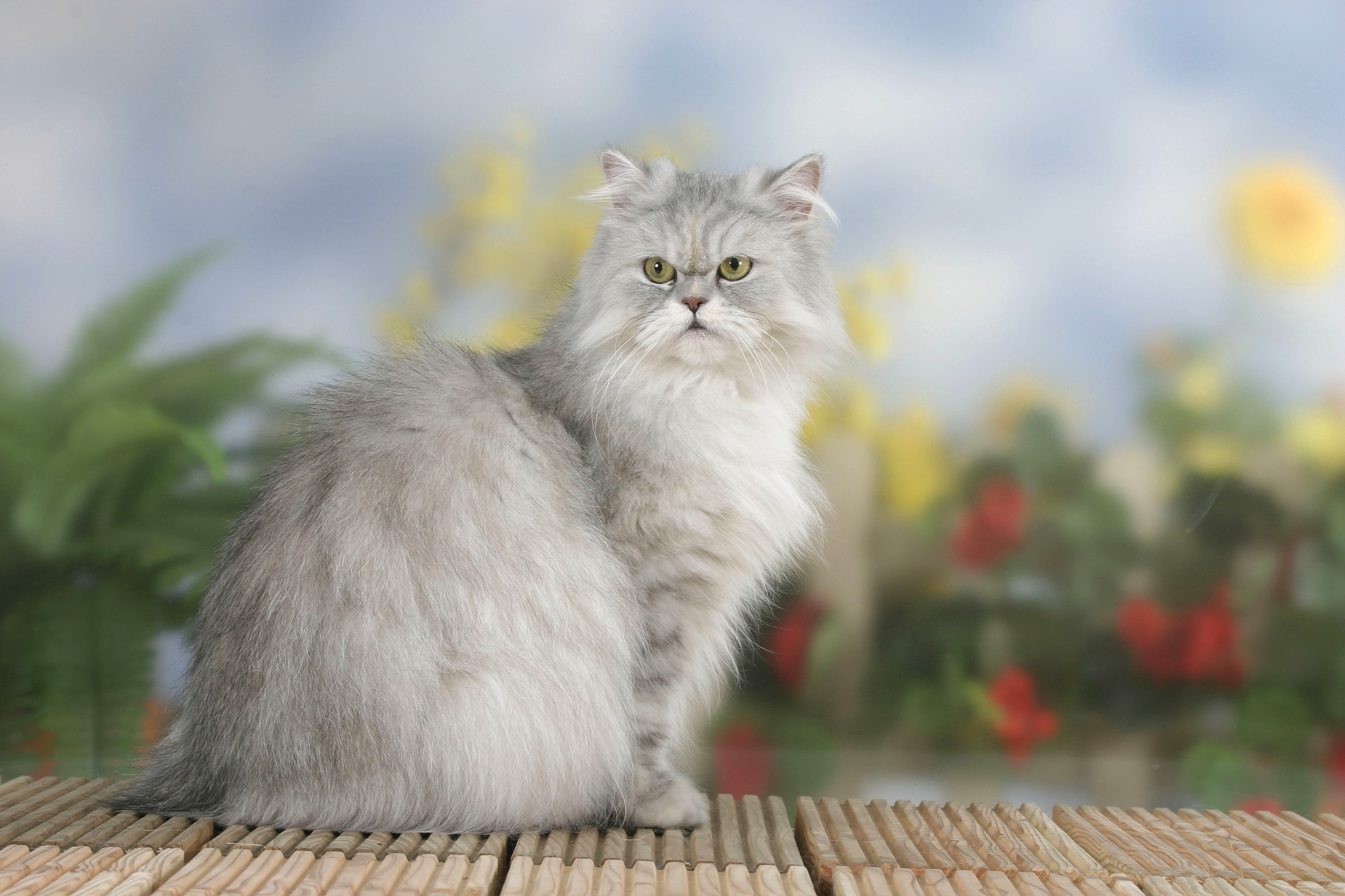 shaded perzsa macska