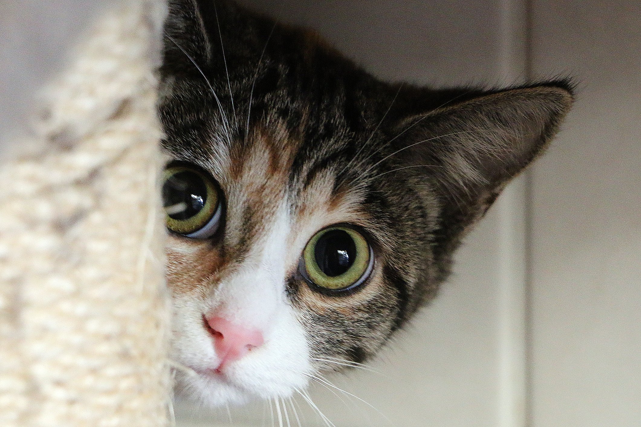 shy cat hiding