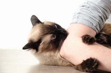 siamese cat bites owner hang while playing