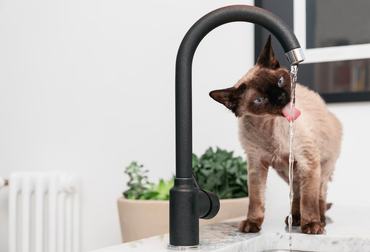 siamese cat drinking from a faucet