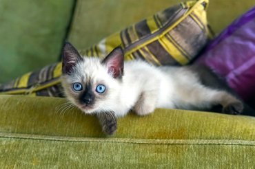siamese kitten lying on sofa