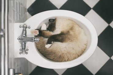 siamese sleeps in a bidet