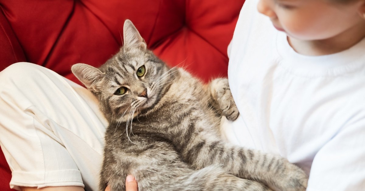 sick cat on a the owner's hands