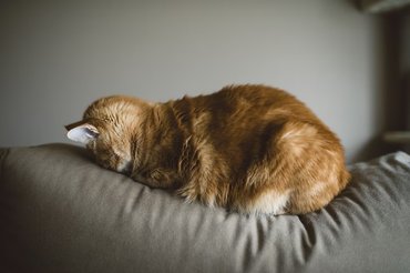 sleeping ginger cat