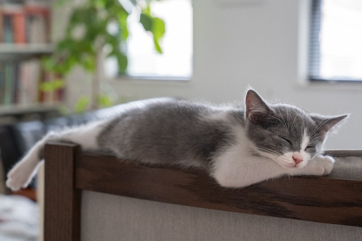 sleeping grey and white cat