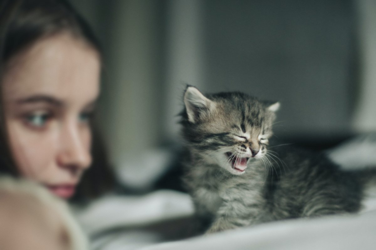 small cat meows