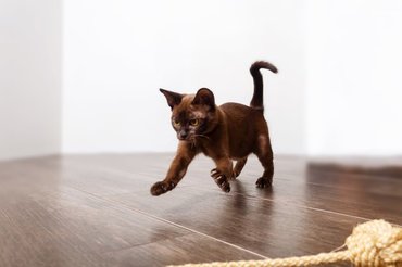 small giddy cat