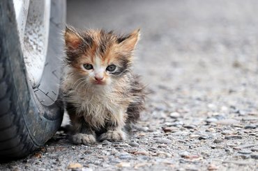 small stray kitten