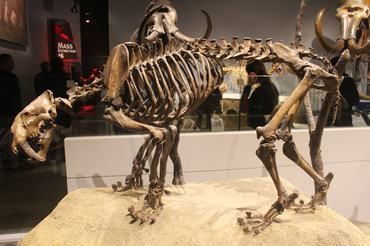 smilodon cvsontváza a field museumban