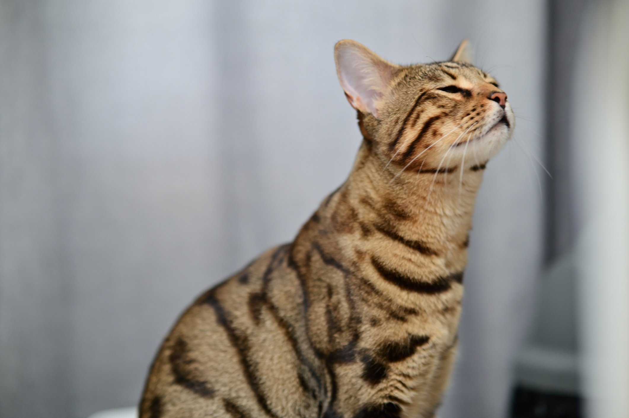 sniffing tabby cat