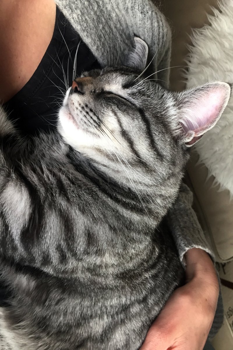 snuggling with a cat
