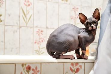 sphynx cat on the edge of a bath tub